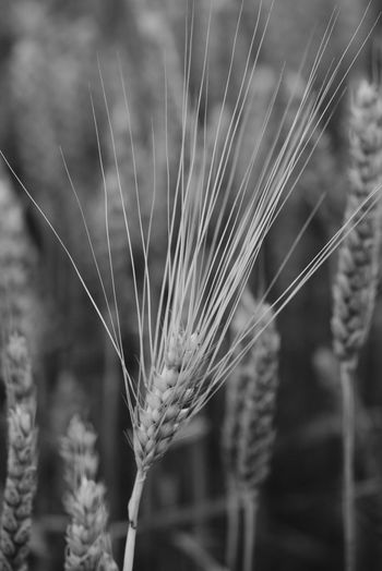 Close-up of stalks in field
