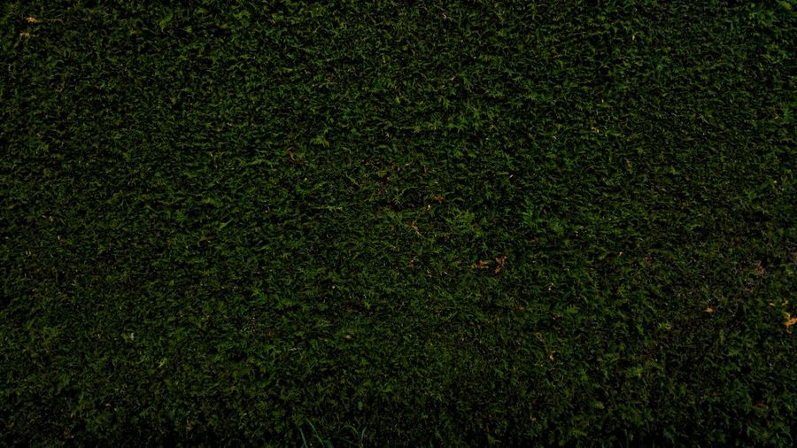 Full frame shot of green grass