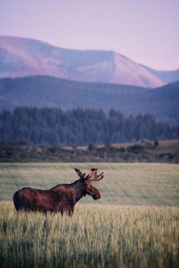 Moose in field surrounded by mountains