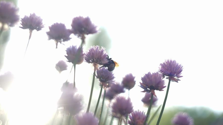 Close-up of purple flowers against blurred background