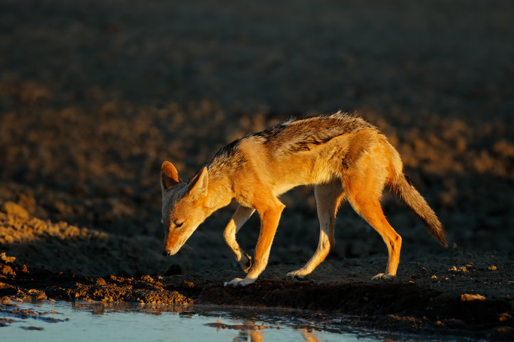 Black-backed jackal - canis mesomelas - in early morning light, kalahari desert, south africa