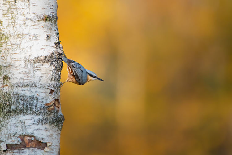 Close-up of bird flying against blurred background - nuthatch