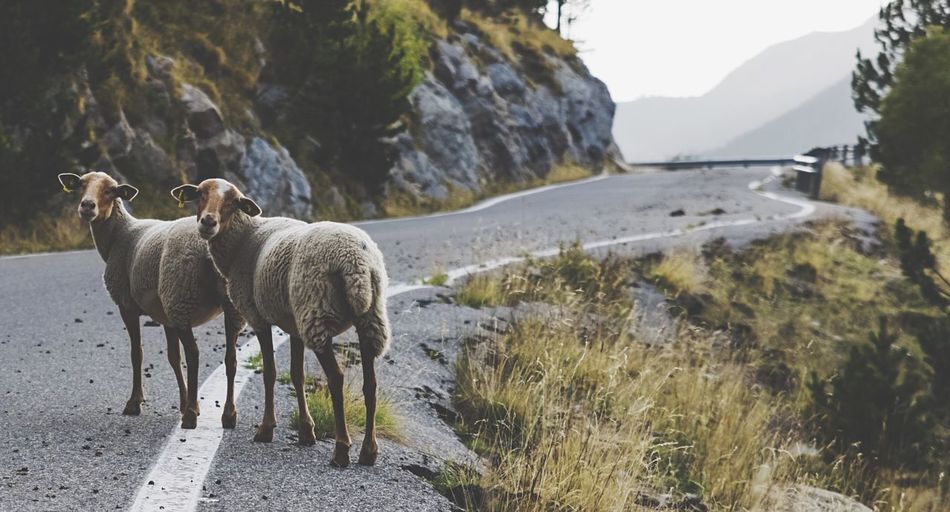 Portrait of sheep standing on mountain road