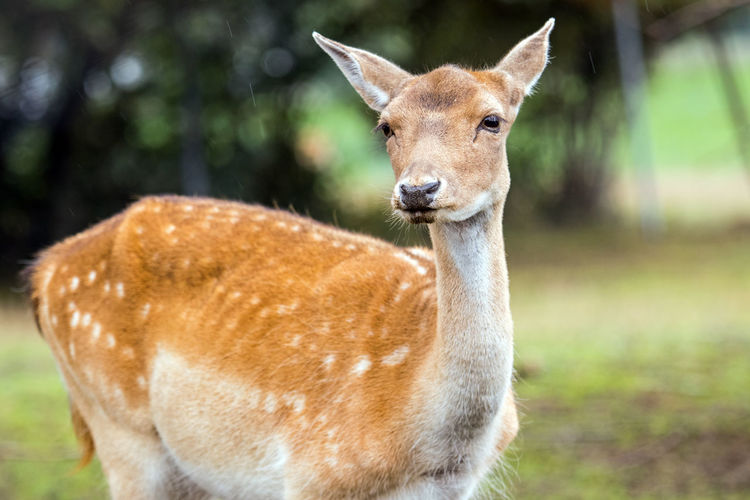 Portrait of deer standing on field