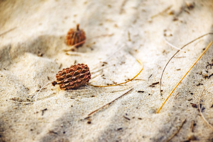 Pine fruit - cone on the sand selective focus.