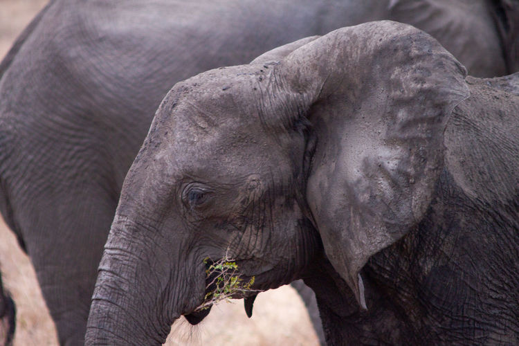 Close-up of elephant eating