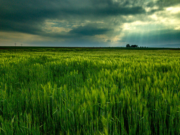 Scenic view of agricultural field against sky