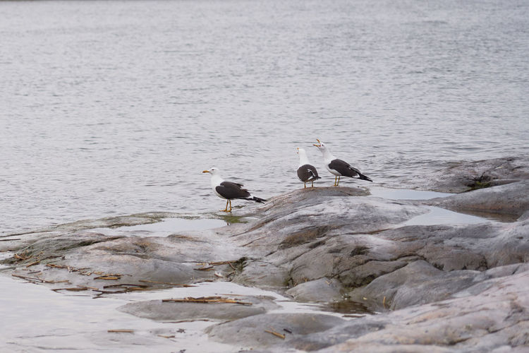 Seagulls on a granite stone by the sea.