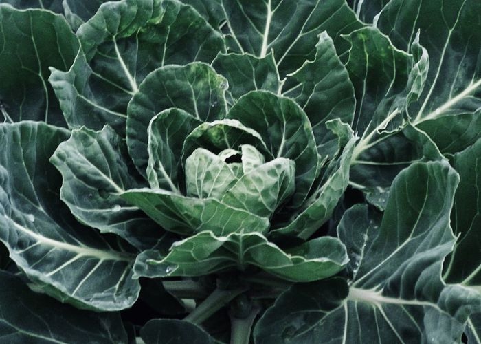 Full frame shot of green leaves