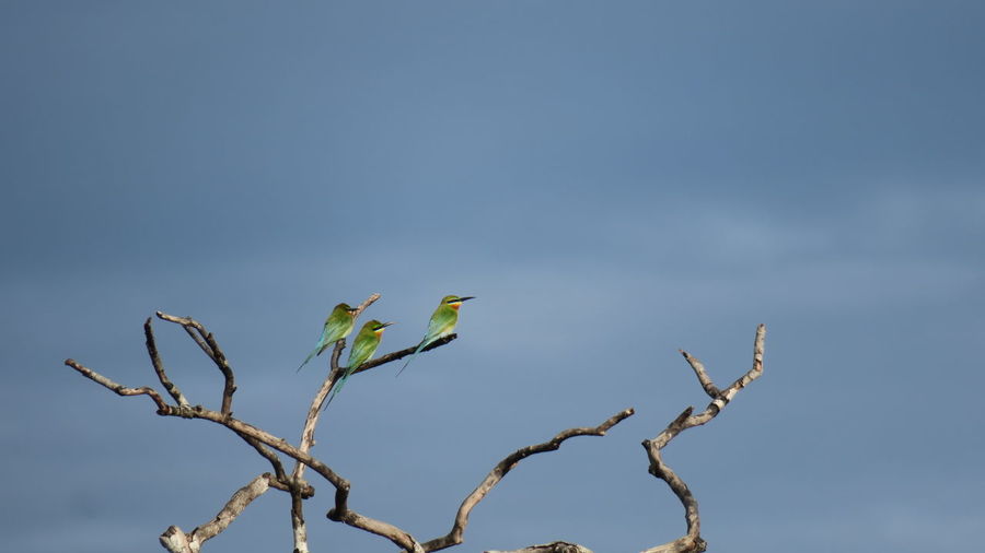 Low angle view of bird on tree against sky