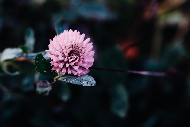 Close-up of pink flower