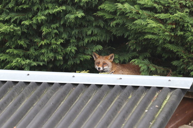 Portrait of fox on a shed roof