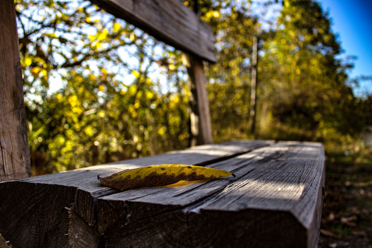 Close-up of leaf on bench in forest