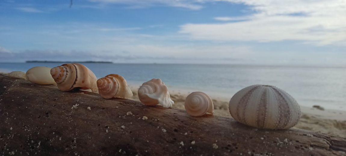 Close-up of shells on beach against sky