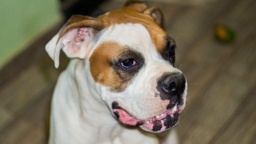 Close-up portrait of dog