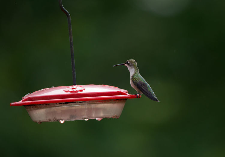 Close-up of hummingbird perching on bird feeder