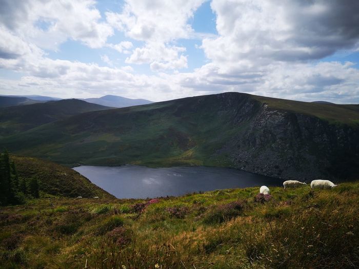 Reflections on dark blue waters of lough tay in the wicklow mountains national park and some sheep