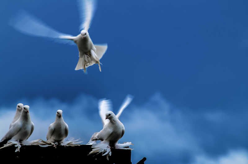 Doves against sky