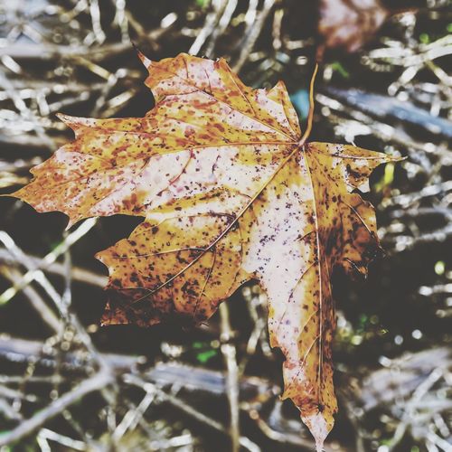 Close-up of leaves