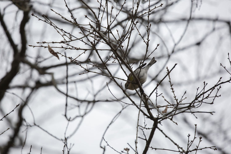 Close-up of bare tree branches during winter