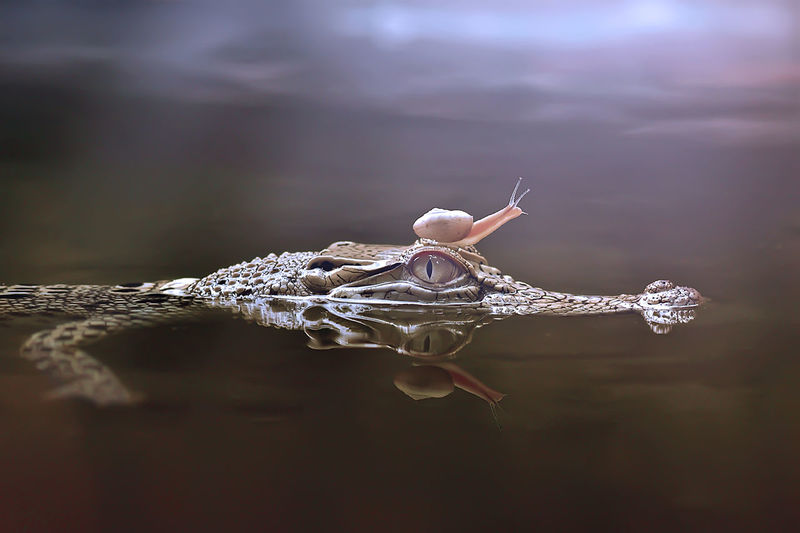 Close-up of snail over alligator in water