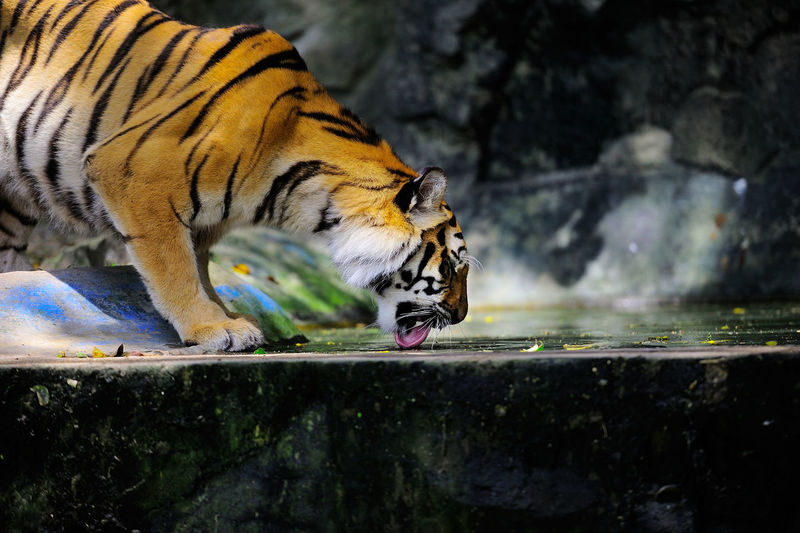 Tiger licking on retaining wall at zoo