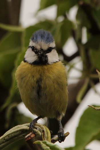 Close-up portrait of bird perching on tree