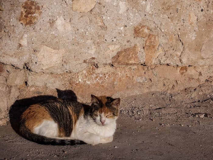 Portrait of cat sitting near a wall