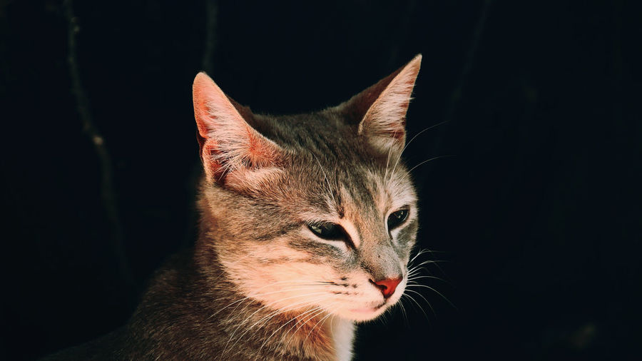 Close-up of a tabby cat