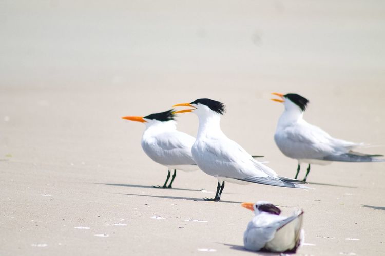 Seagulls perching on a land
