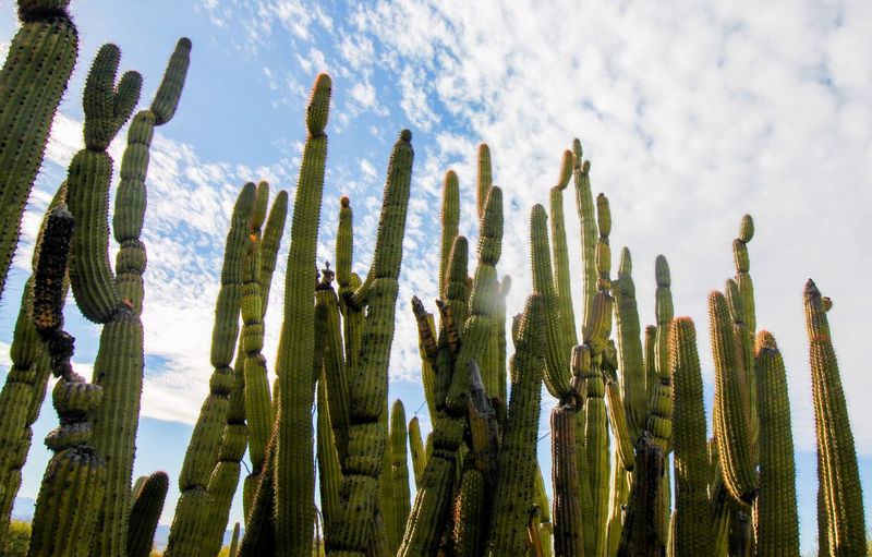 Low angle view of succulent plants on field against sky
