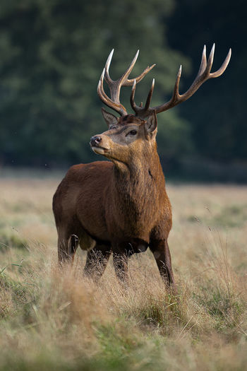 Large red stag on the alert during the autumn rutting season
