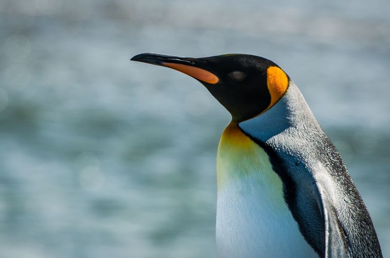 King penguins at inutil bay