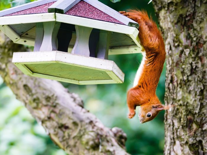 Eurasian red squirrel on birdhouse by tree