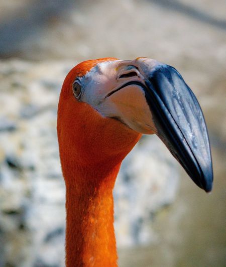 Close-up of flamingo head