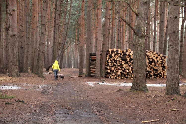 Rear view of woman walking next to logpile in forest