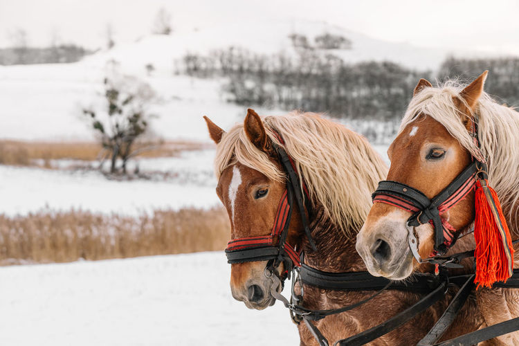 View of horses on snow covered field