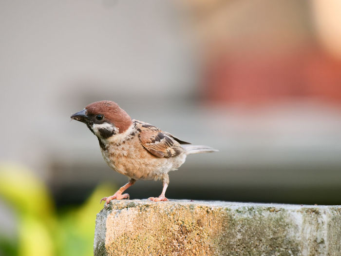 Close-up of bird perching on retaining wall