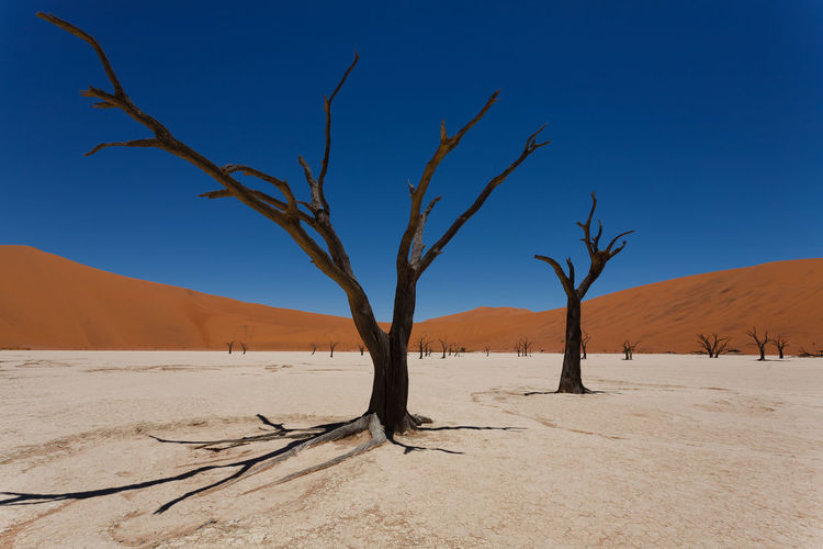 Bare trees at desert against clear blue sky