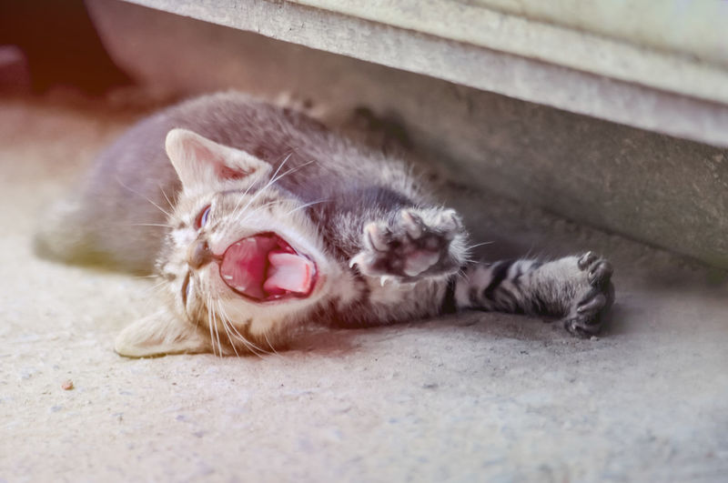 Close-up of kitten yawning while lying on floor
