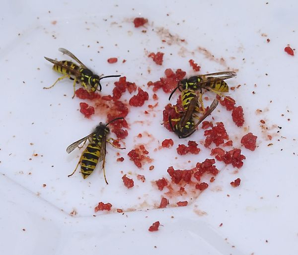 High angle view of fish in plate