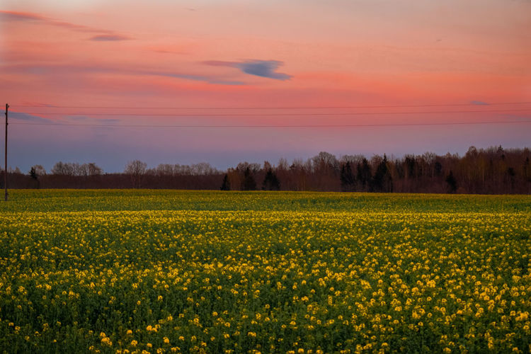 Scenic view of yellow flowering plants on field against sky during sunset