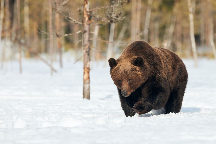 Bear on snow covered land