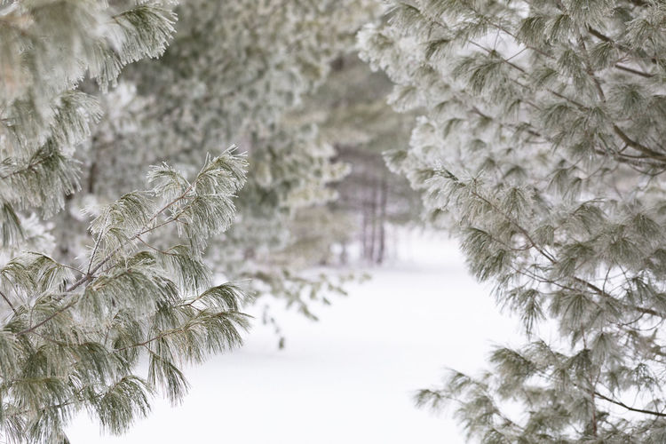 Close-up of snow covered pine trees