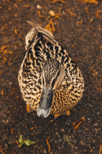 High angle view of female mallard duck on field