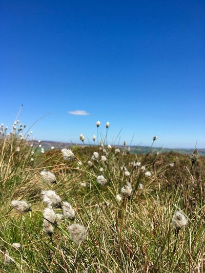 Close-up of grass on field against clear blue sky