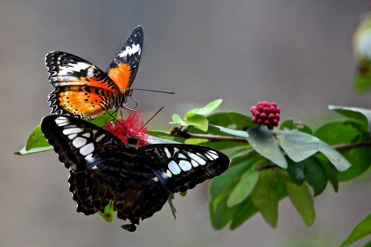 Close-up of butterflies on pink flower