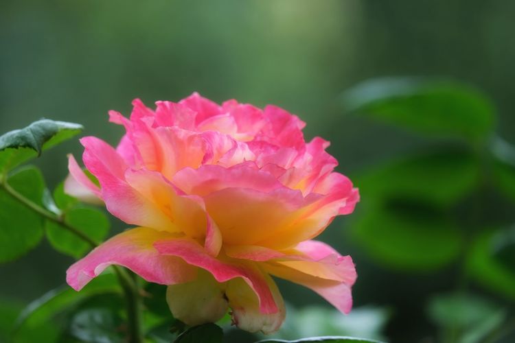Close-up of pink rose flower