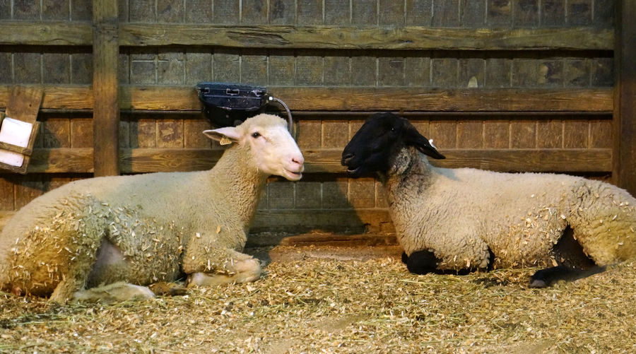 Sheep relaxing in shed