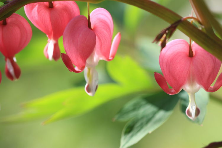 Close-up of bleeding hearts flower blooming in park